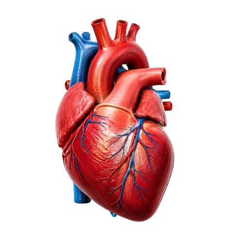 Heart organ donation - donate your heart to save a life