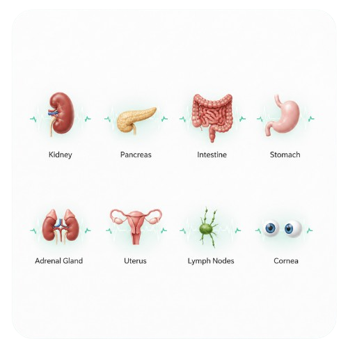 Other organ donation - pancreas, cornea, and tissue donation